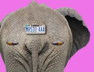 gray elephant with car plate thumbnail