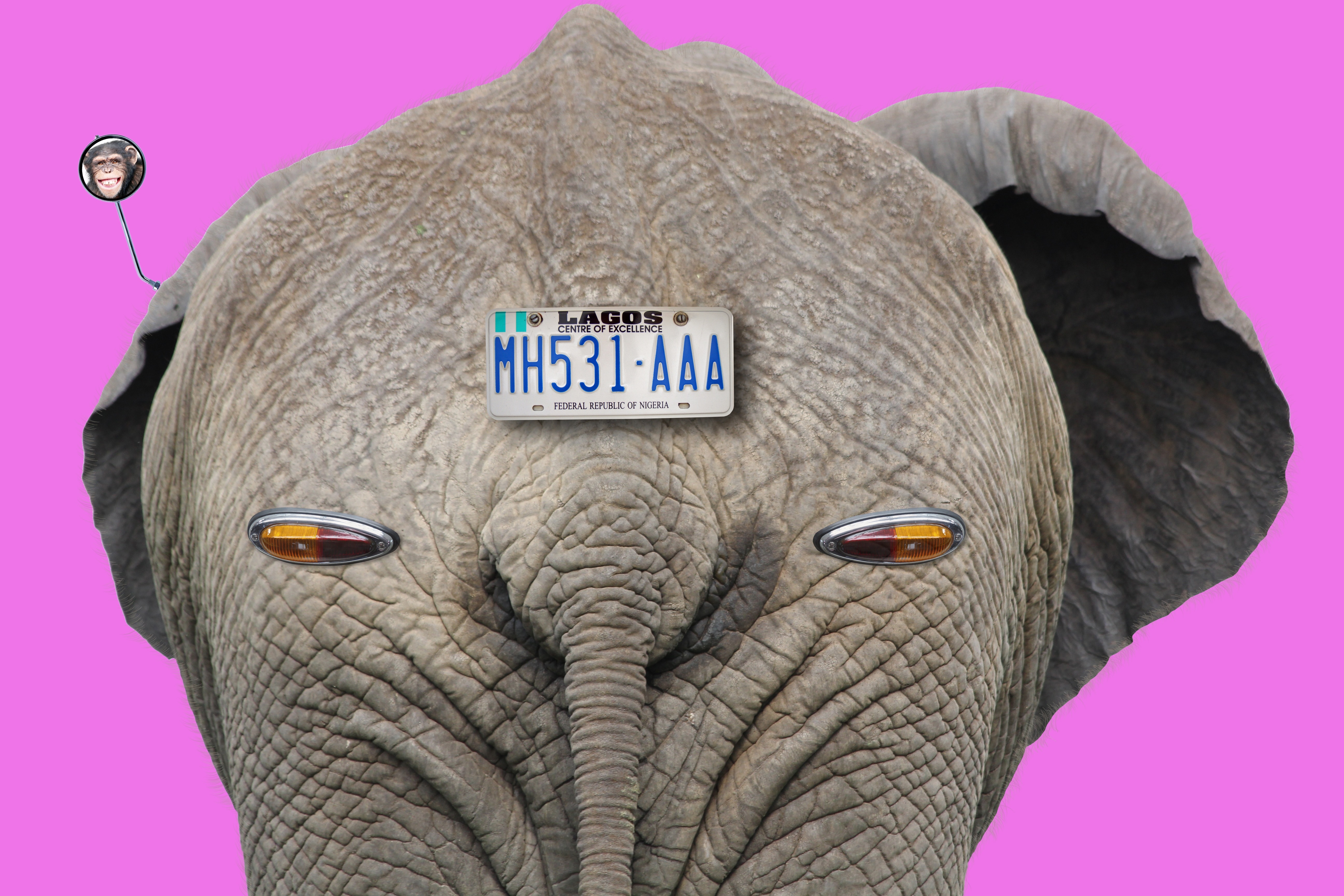 gray elephant with car plate