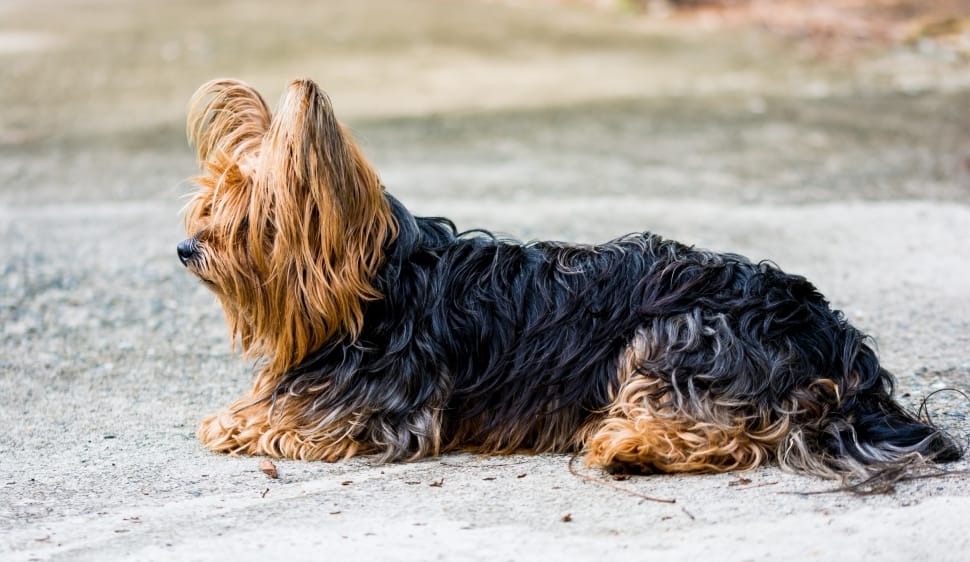 black and brown yorkshire terrier preview
