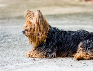 black and brown yorkshire terrier thumbnail