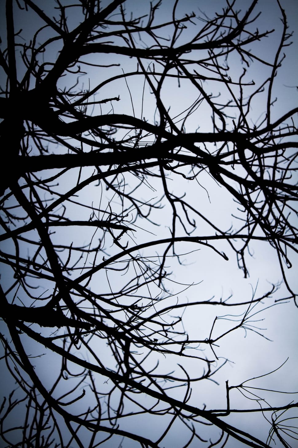 black tree branch preview