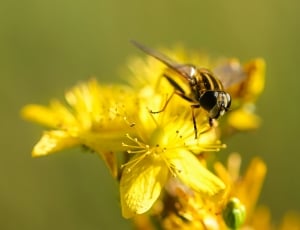 hover fly on yellow petaled flower thumbnail