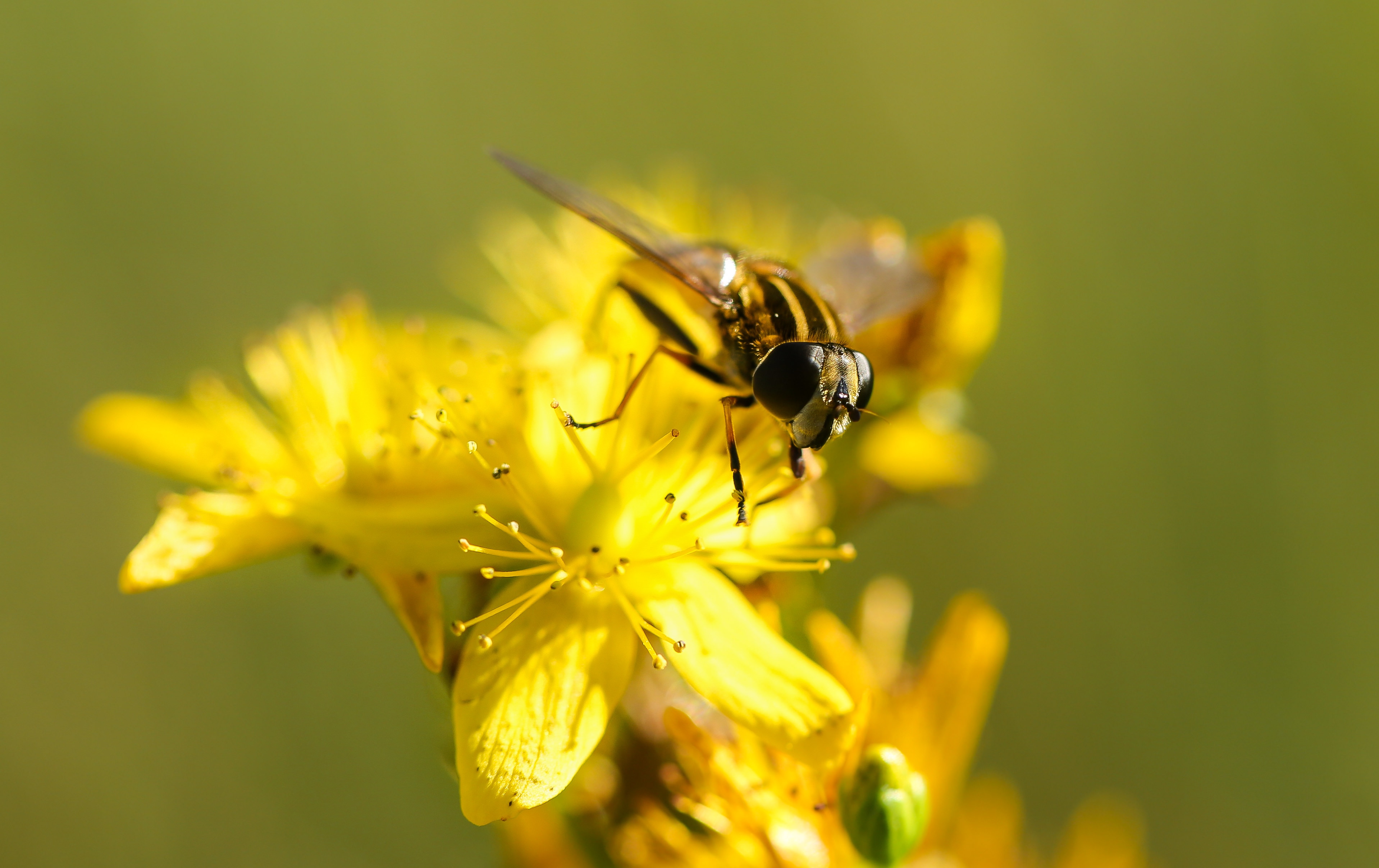 hover fly on yellow petaled flower