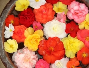 floral arrangement thumbnail