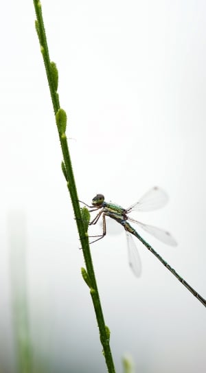 green dragonfly thumbnail