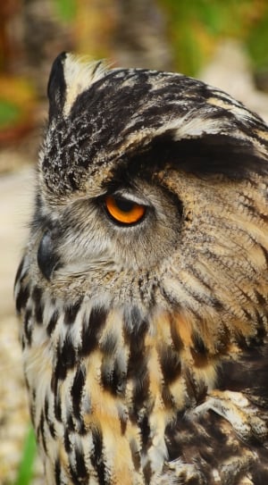 brown and black owl thumbnail