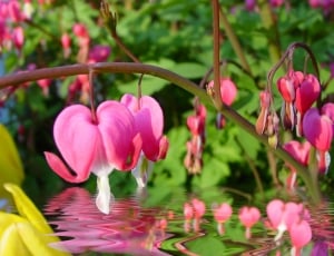 Bleeding Heart, Water Reflection, flower, pink color thumbnail