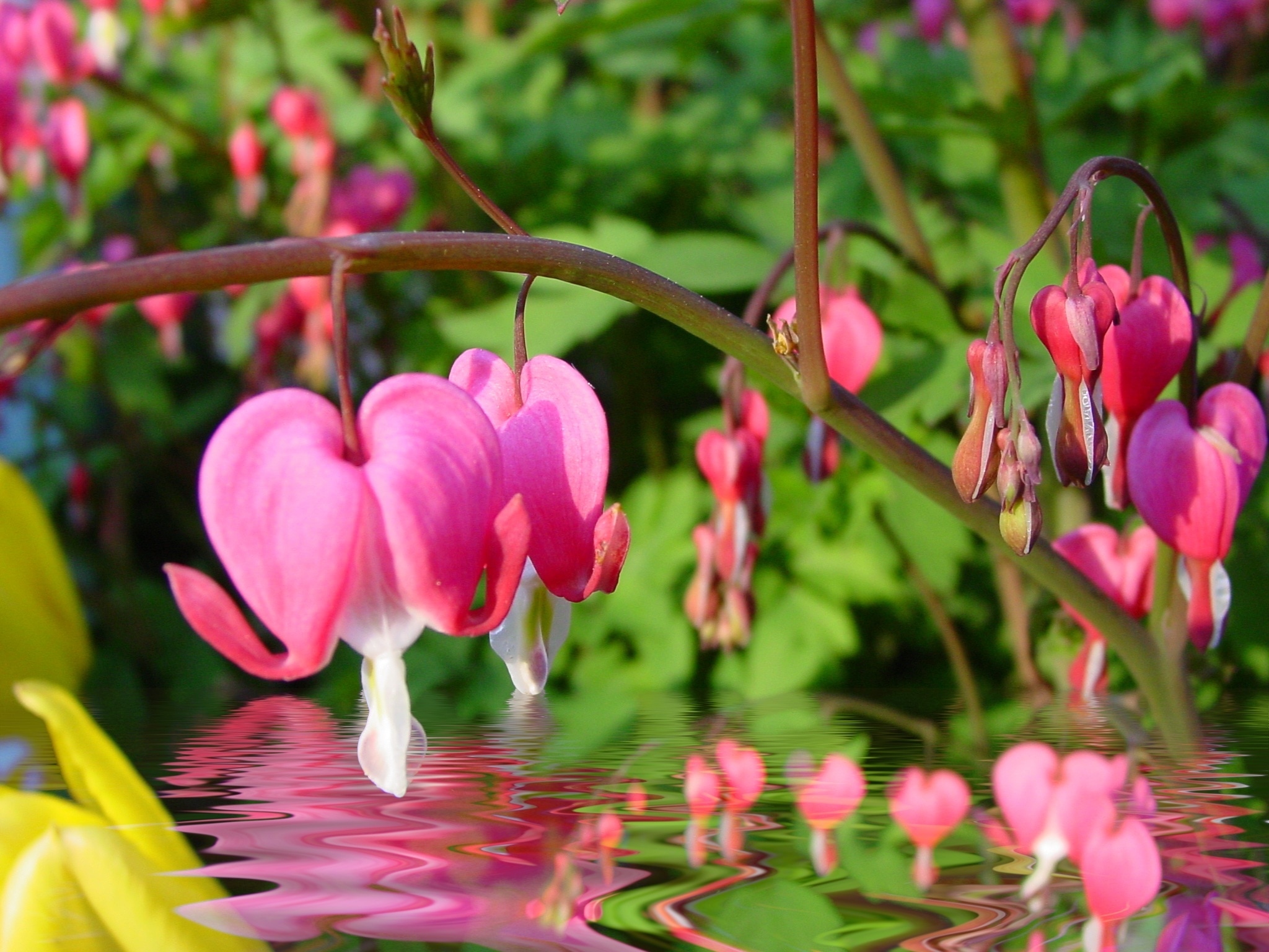 Bleeding Heart, Water Reflection, flower, pink color
