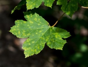 green lobed leaf thumbnail