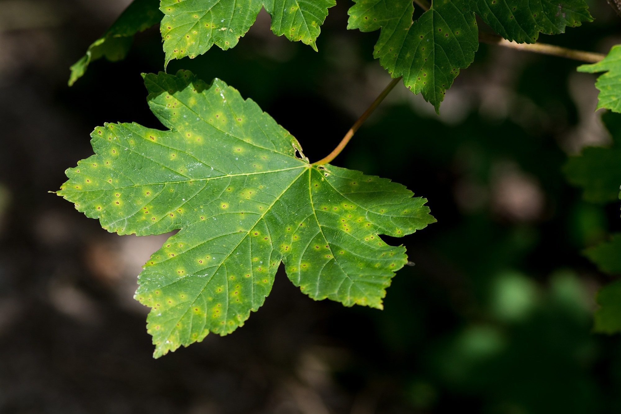 green lobed leaf