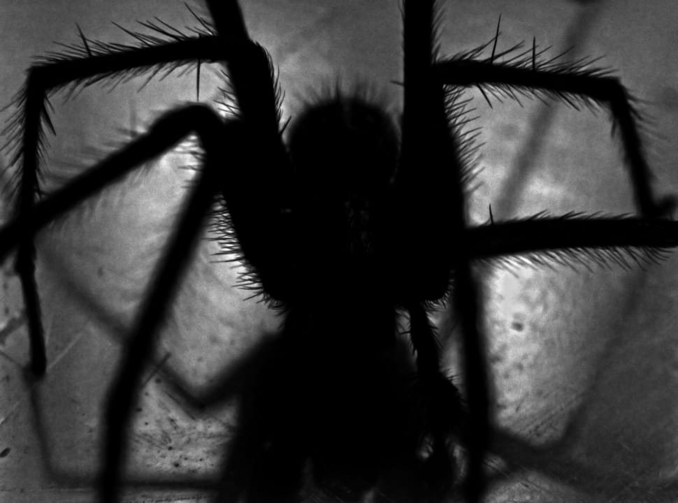 silhouette of spider preview
