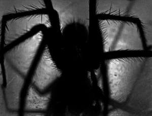 silhouette of spider thumbnail