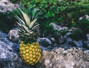 yellow pineapple on grey rock formations thumbnail