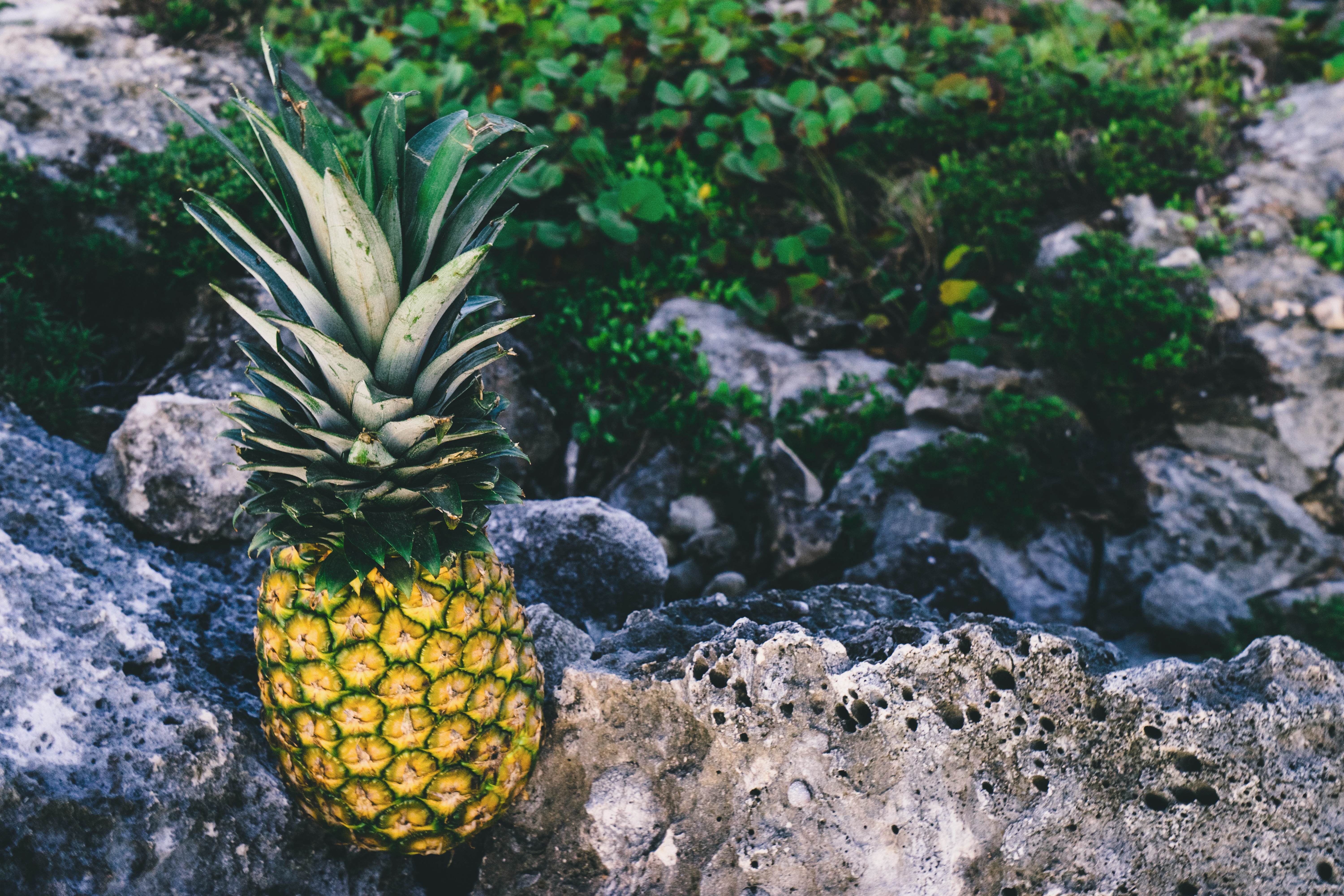 yellow pineapple on grey rock formations