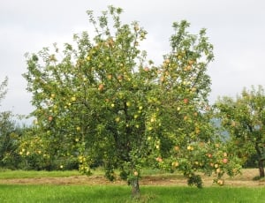 Fruit, Apple, Frisch, Red, Apple Tree, tree, growth thumbnail