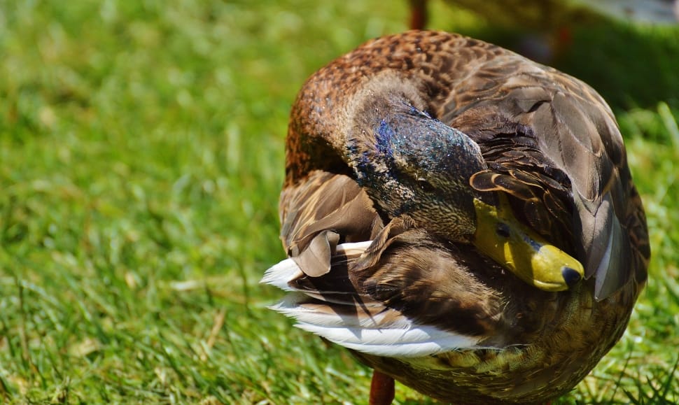 brown mallard duck preview