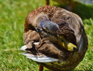 brown mallard duck thumbnail