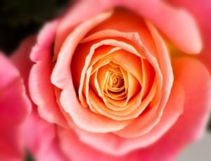 Rose, Blossom, Miss Piggy, Composites, flower, rose - flower thumbnail