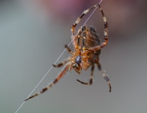 brown and black spider thumbnail