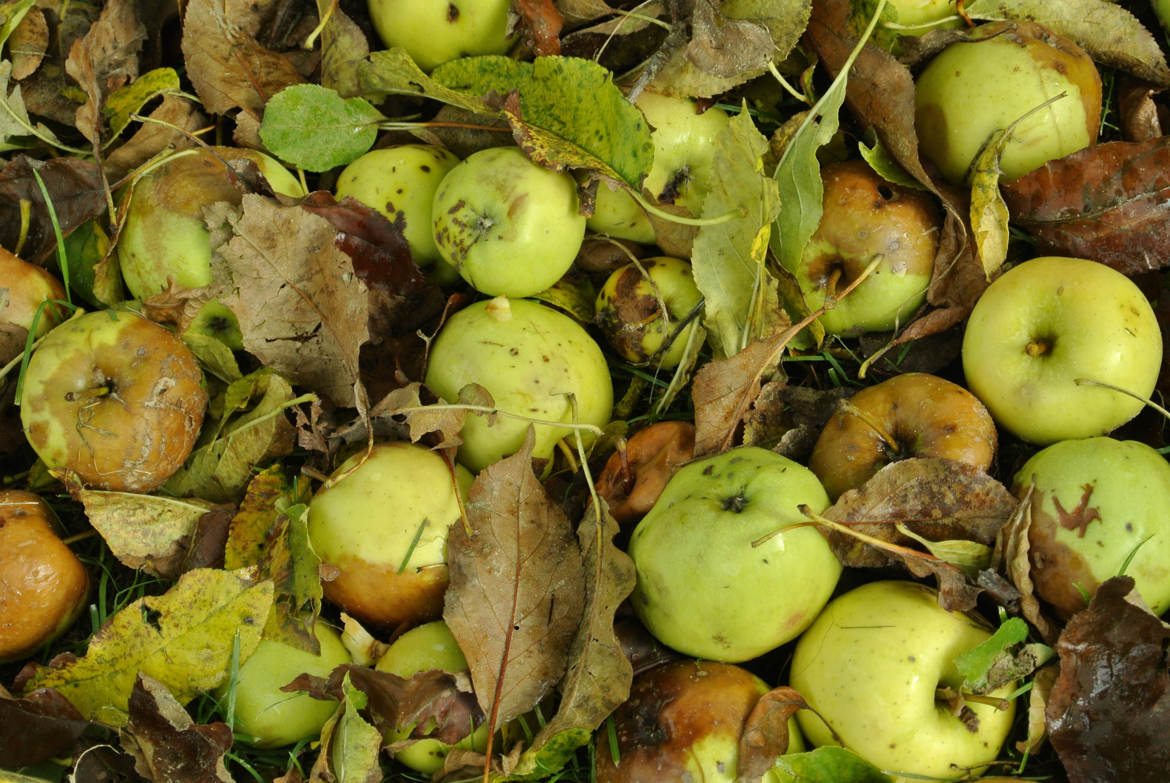 close up photo of green Apple lot