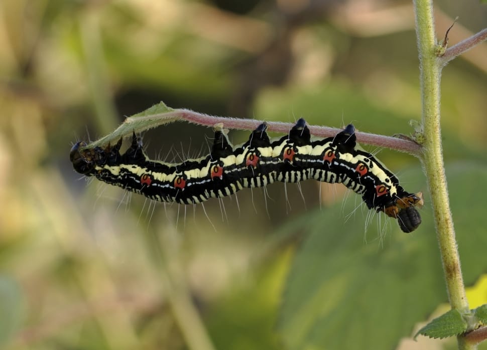 Arcte Coerula, Larva, Caterpillar, one animal, animals in the wild preview