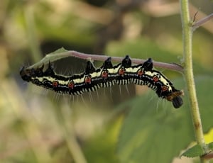 Arcte Coerula, Larva, Caterpillar, one animal, animals in the wild thumbnail