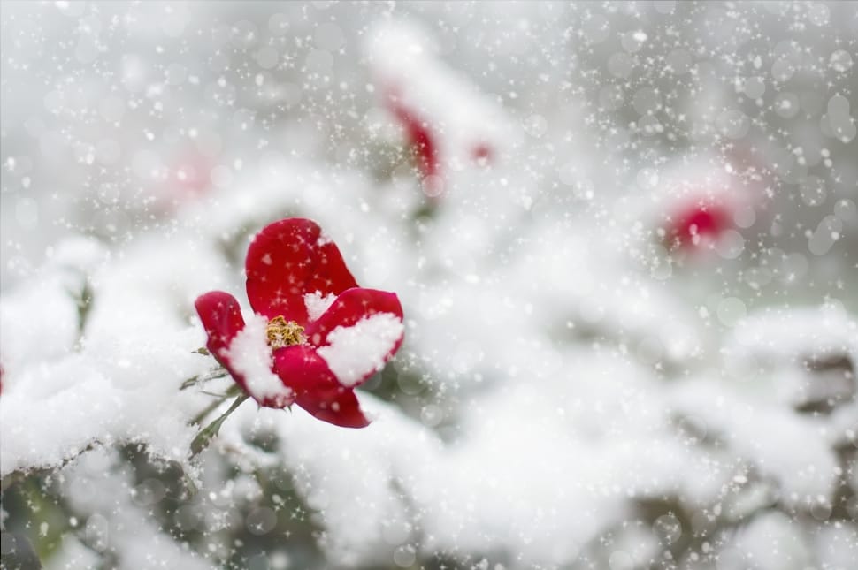 snow coated red flower preview