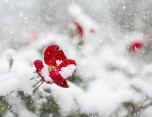 snow coated red flower thumbnail