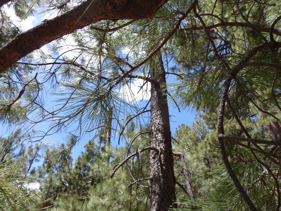 high angle view photography of pine tree preview