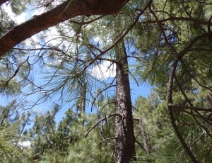high angle view photography of pine tree thumbnail