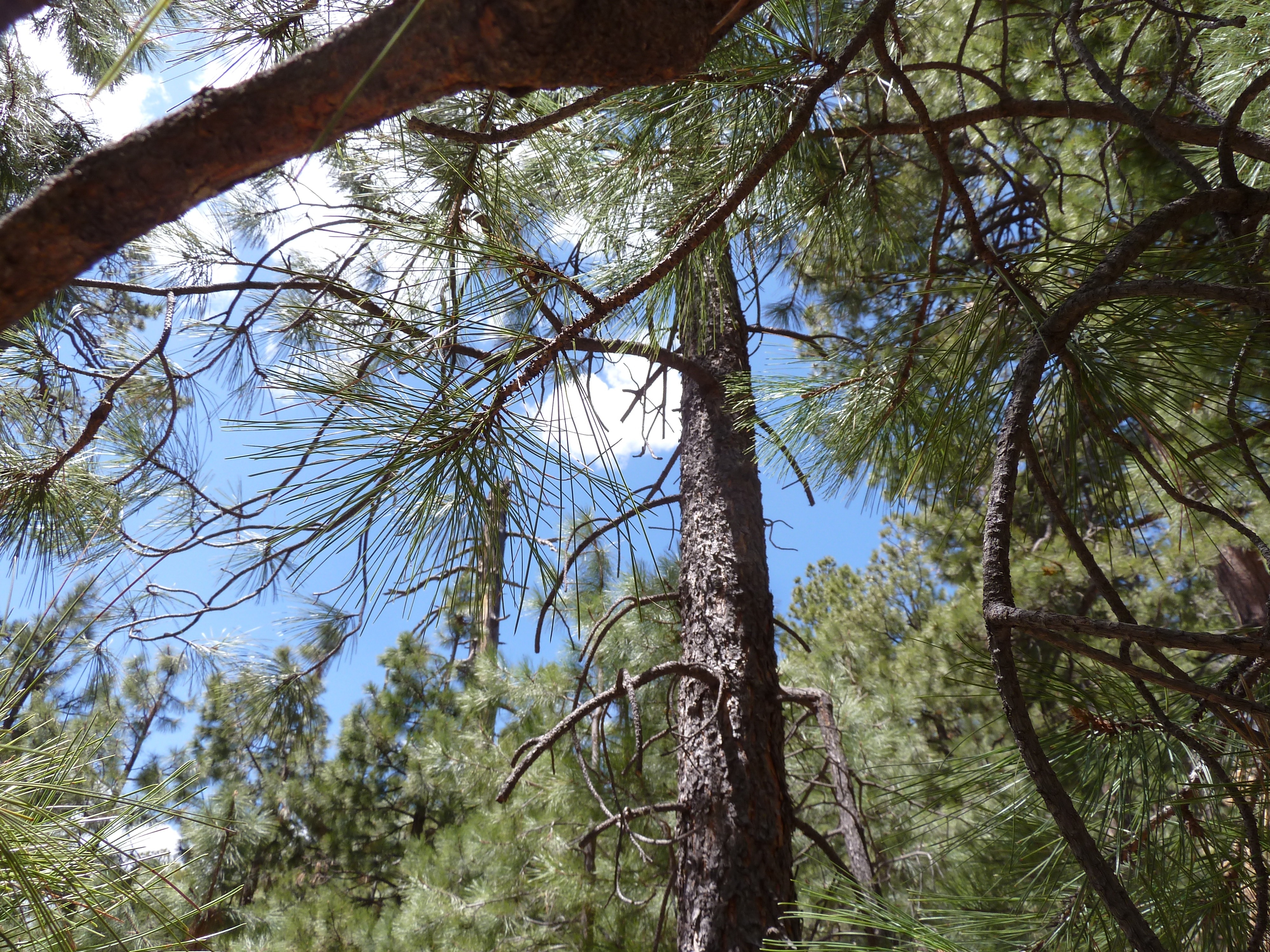 high angle view photography of pine tree