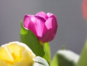 Tulips, Bouquet, Spring, Macro, Nature, flower, freshness thumbnail