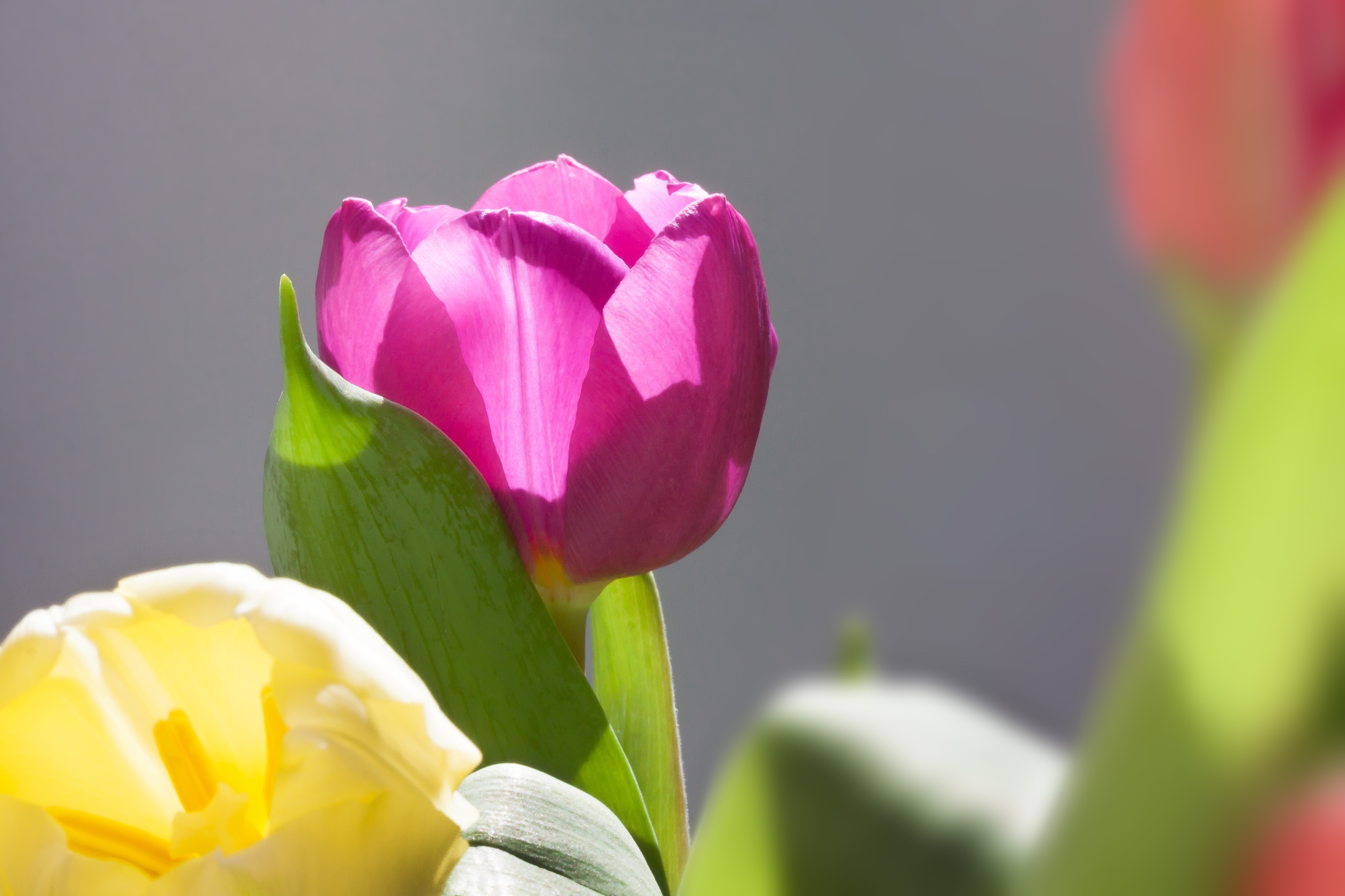 Tulips, Bouquet, Spring, Macro, Nature, flower, freshness