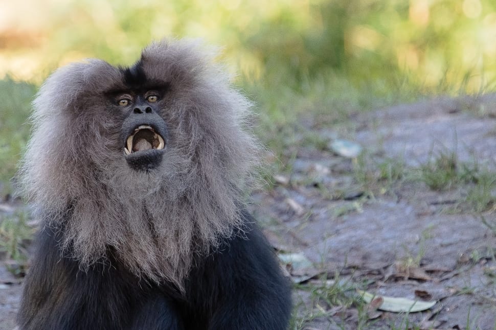 Primate, Lion Tailed Macaque, Monkey, animals in the wild, one animal preview