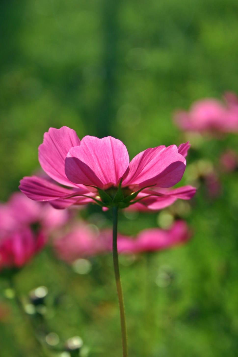 selective focus photography of pink petaled flower preview