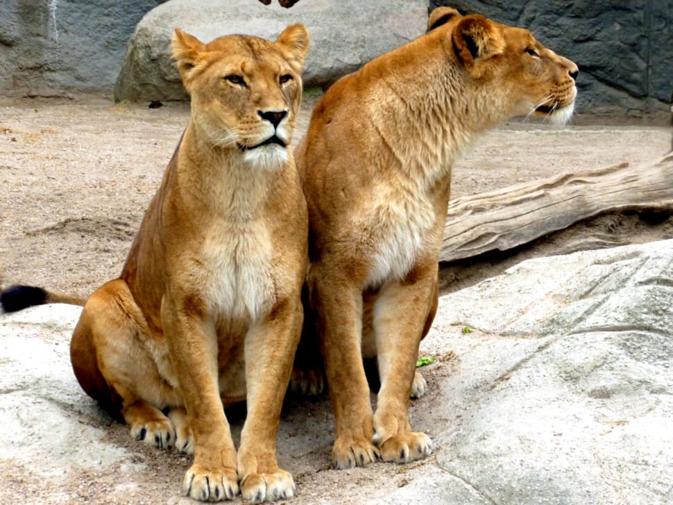 brown adult lioness preview