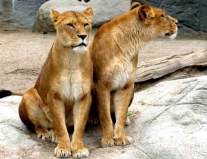brown adult lioness thumbnail