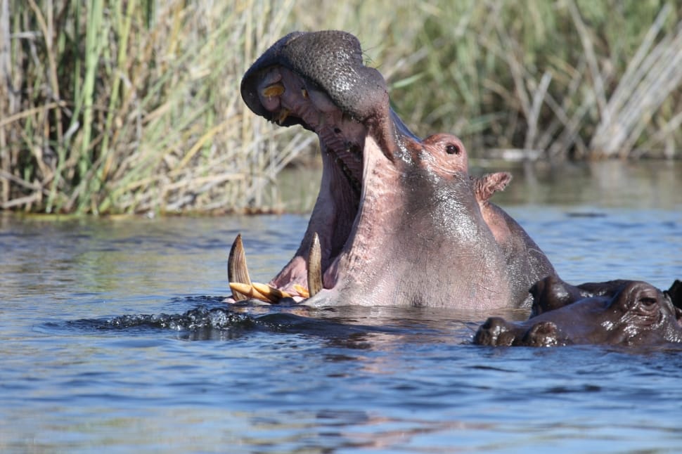 hippopotamus preview