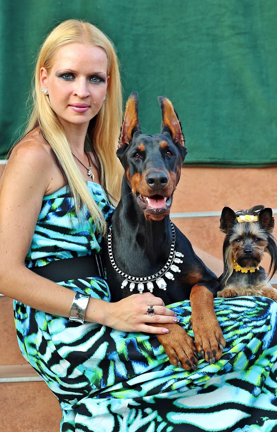 black and tan doberman pincer and yorkshire terrier preview