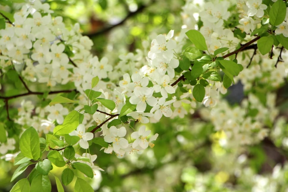 selective focus photography of white flowers in bloom preview