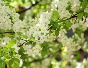 selective focus photography of white flowers in bloom thumbnail