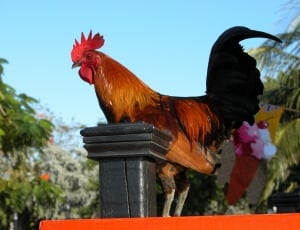red rooster thumbnail