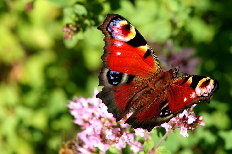 red and black butterfly preview