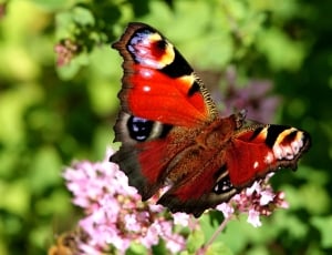 red and black butterfly thumbnail