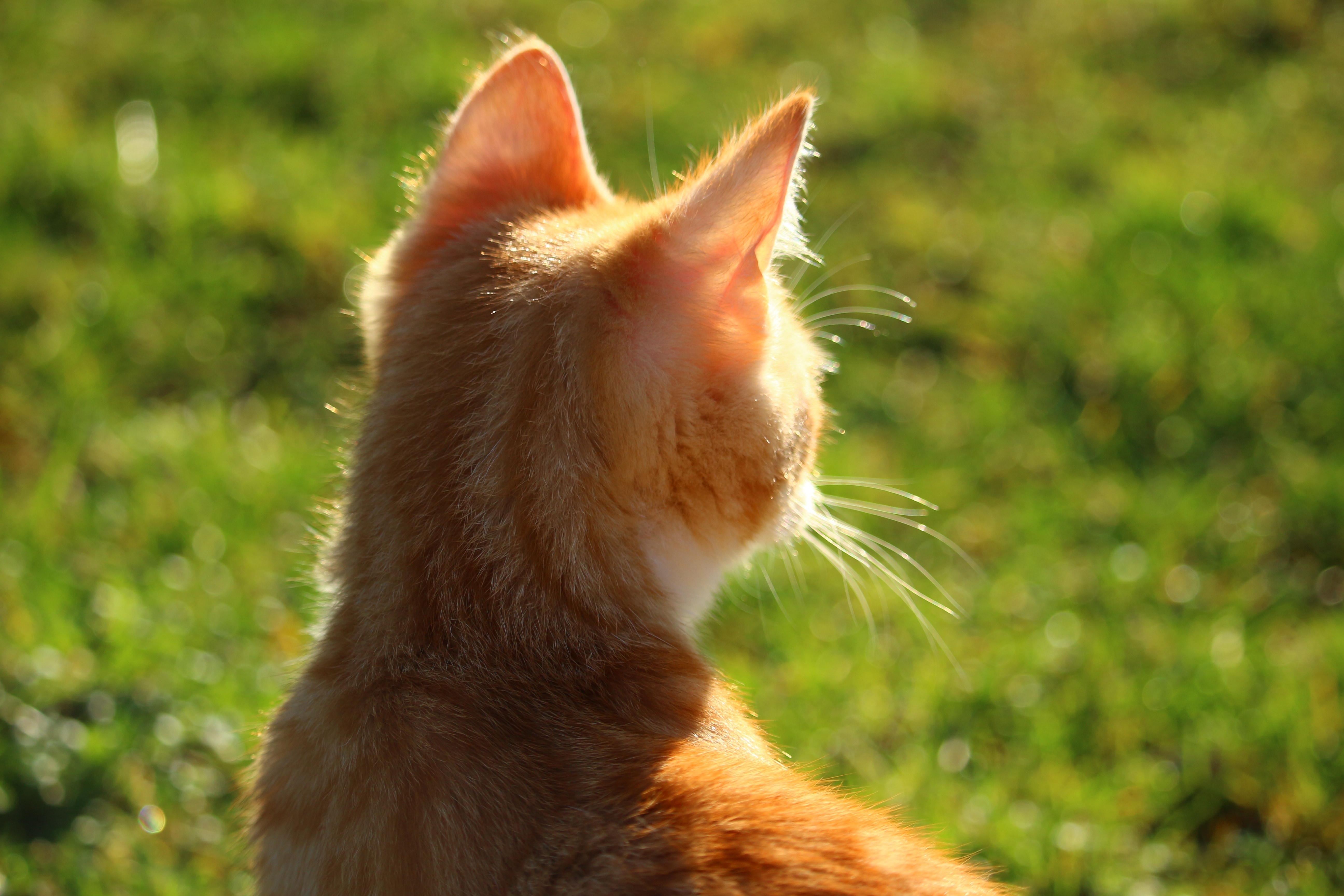 orange and white short fur cat