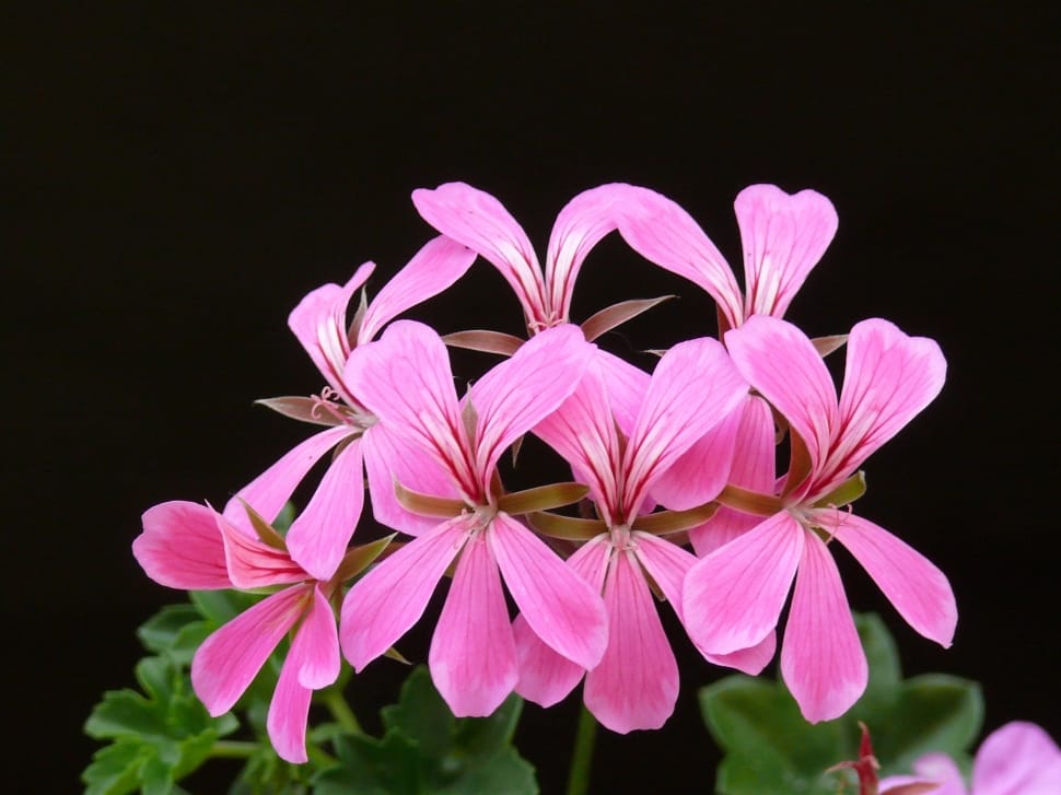 pink outdoor flower plant preview