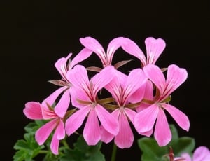 pink outdoor flower plant thumbnail