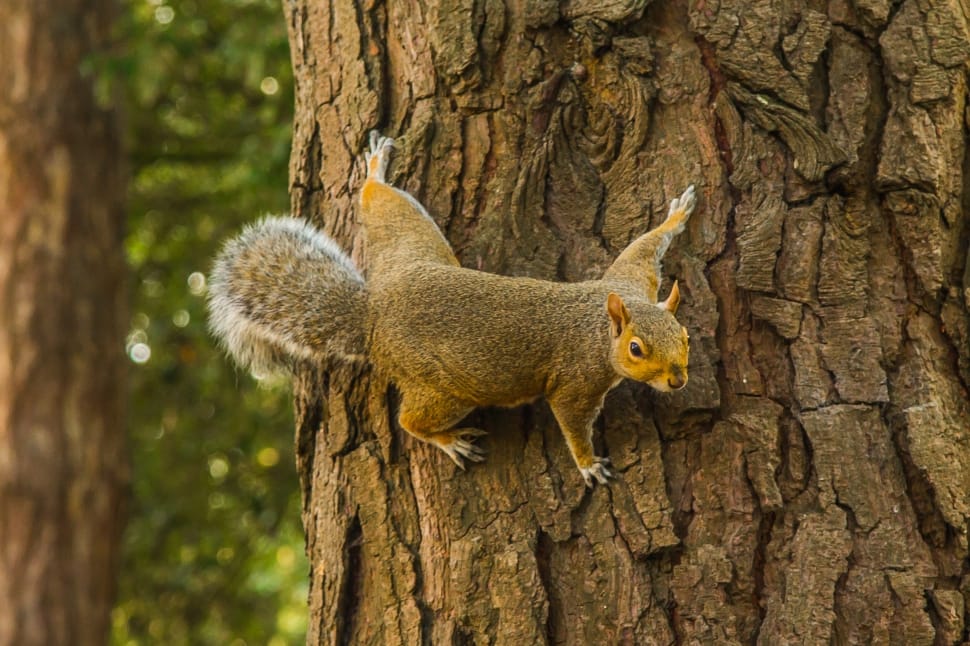 Forest, Tree, Squirrel, one animal, animal wildlife preview