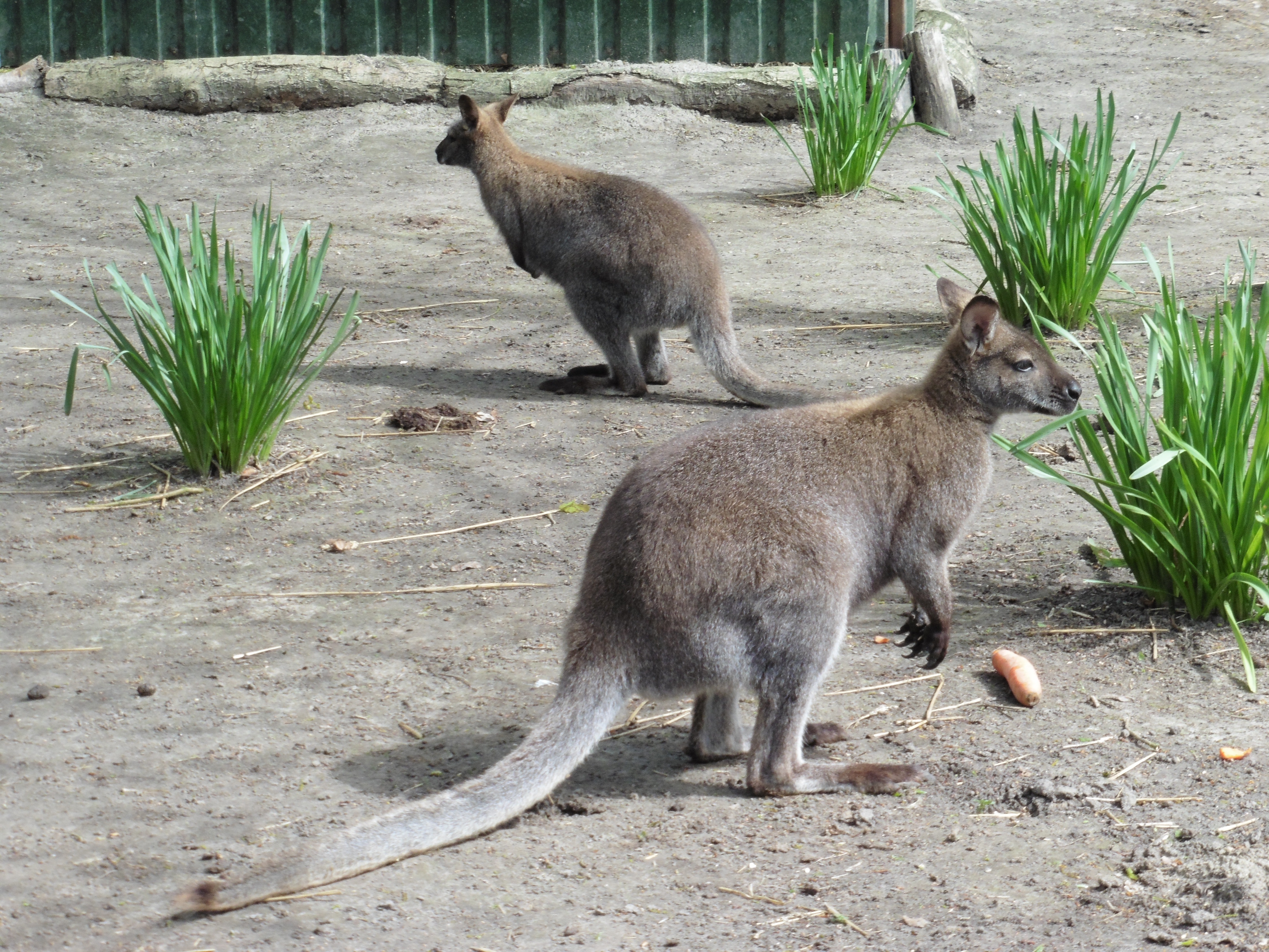 two brown and gray kangaroo joey