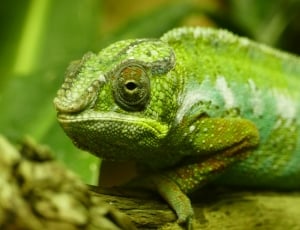 green and white chameleon thumbnail